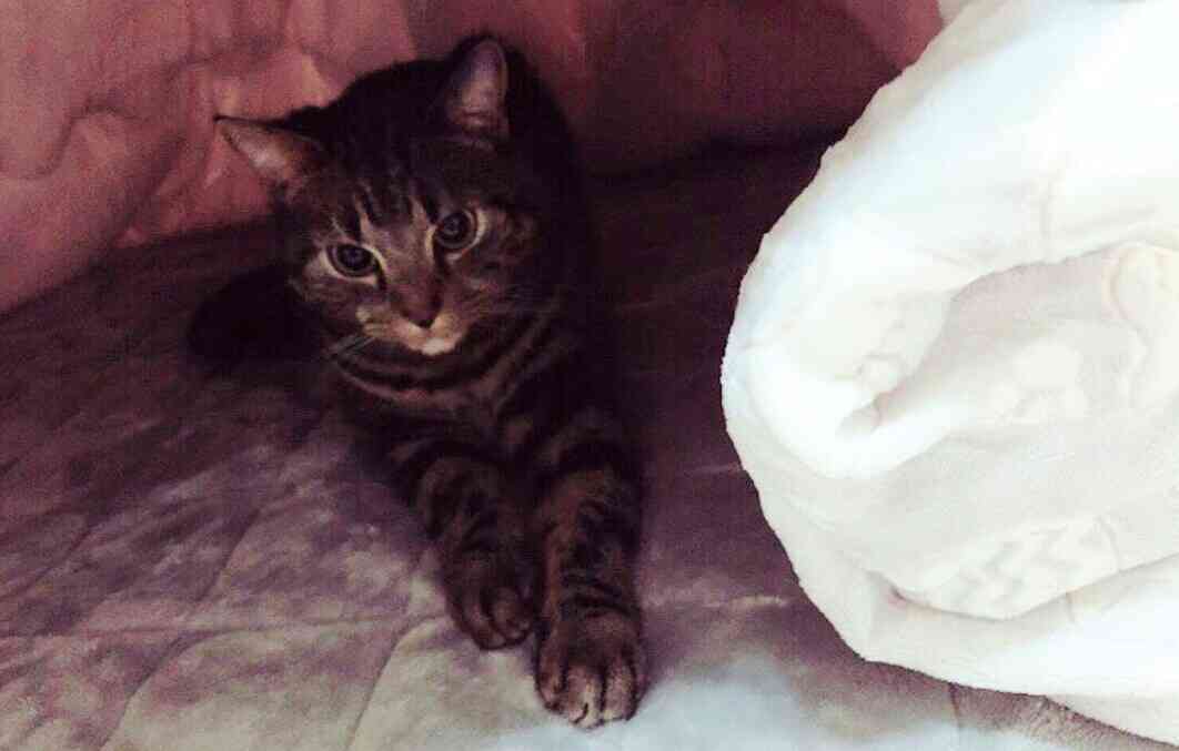 こたつ片付けましたか？