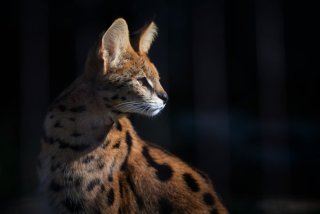 キリッとしてる動物たち