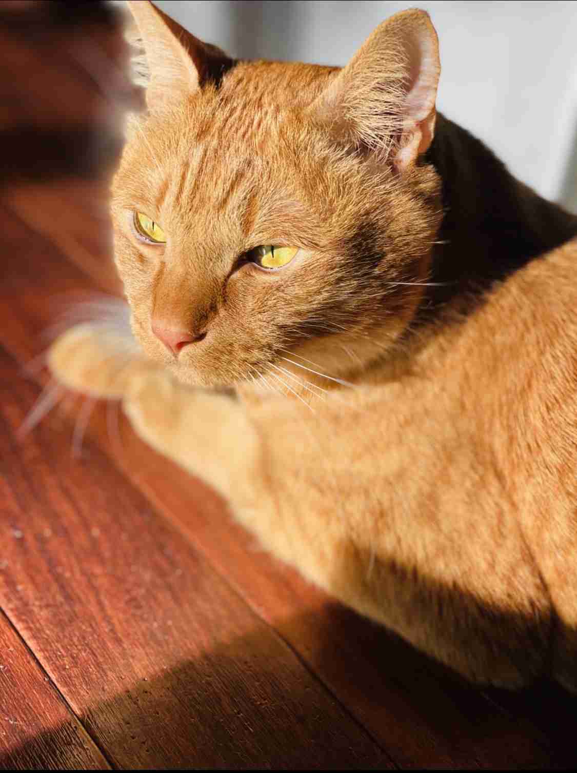 キリッとしてる動物たち