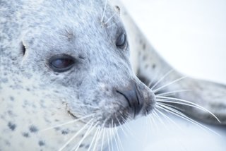 キリッとしてる動物たち