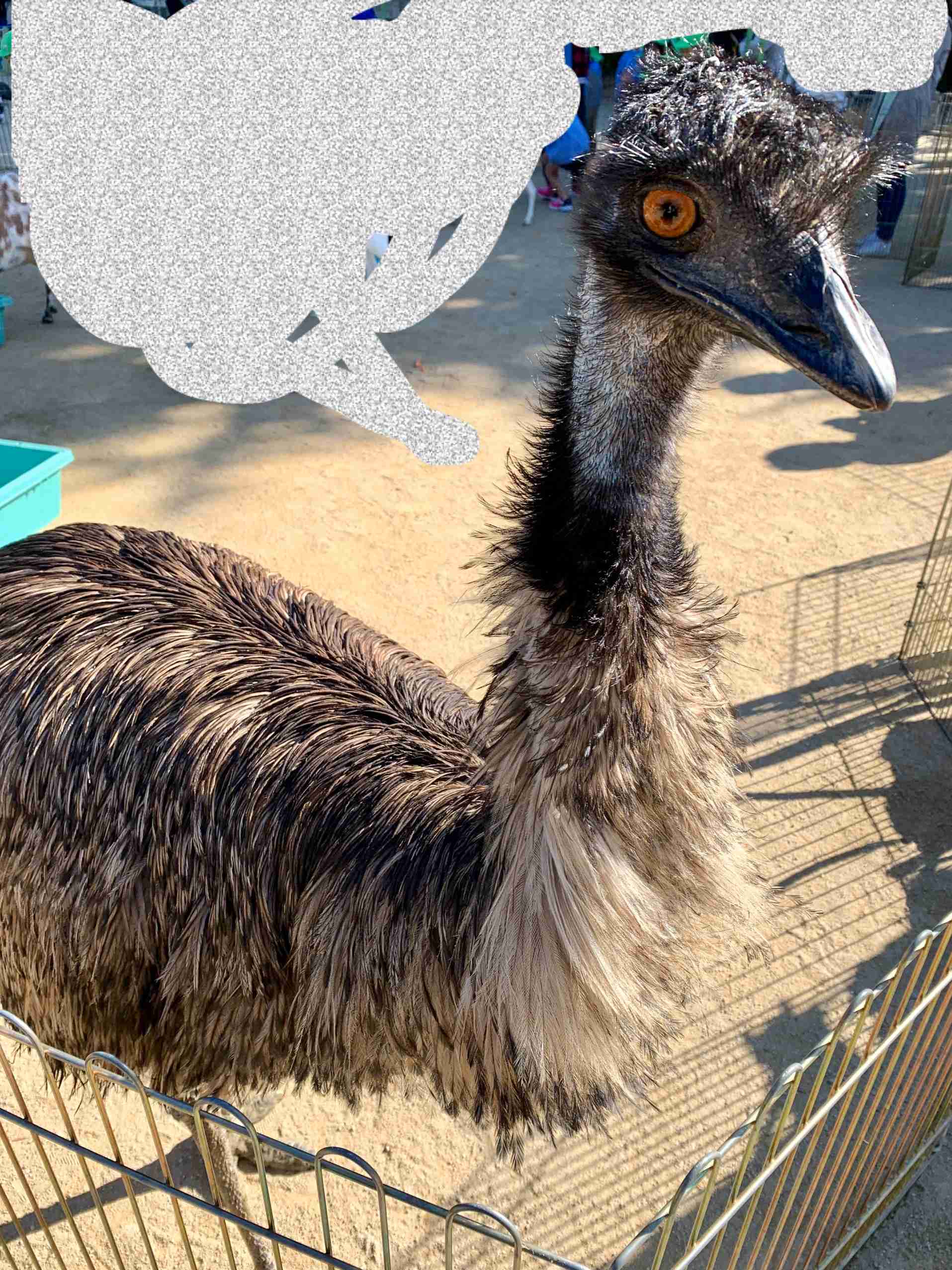キリッとしてる動物たち