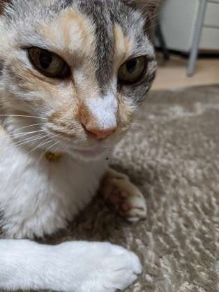 キリッとしてる動物たち