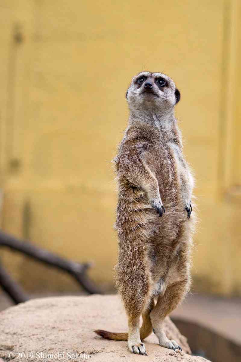 キリッとしてる動物たち