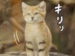 キリッとしてる動物たち