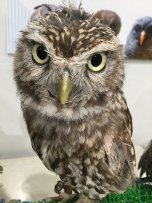 キリッとしてる動物たち