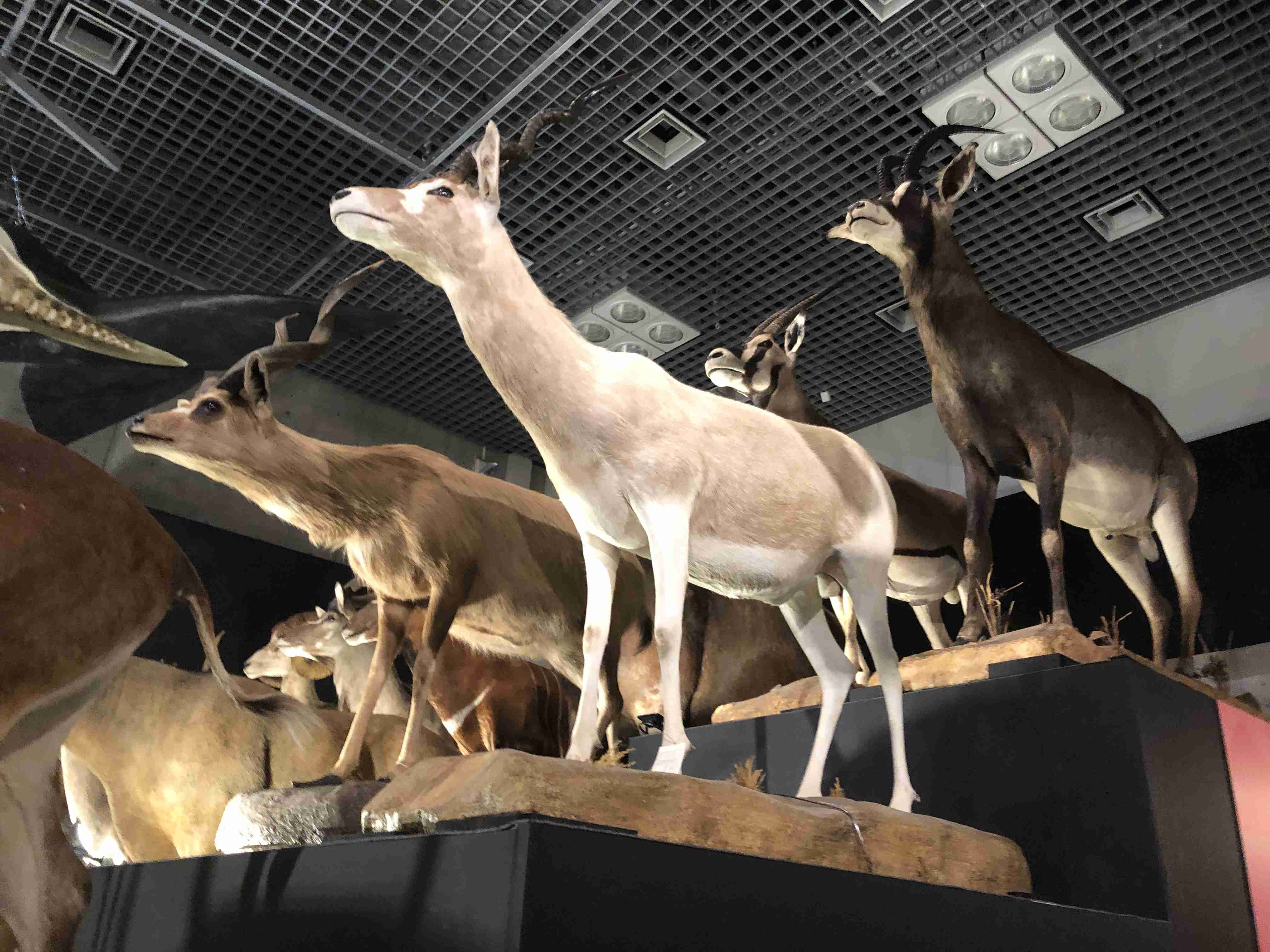 キリッとしてる動物たち