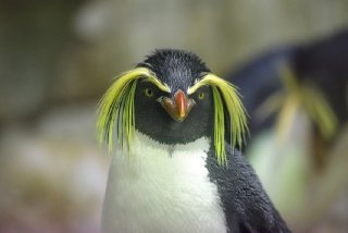 キリッとしてる動物たち