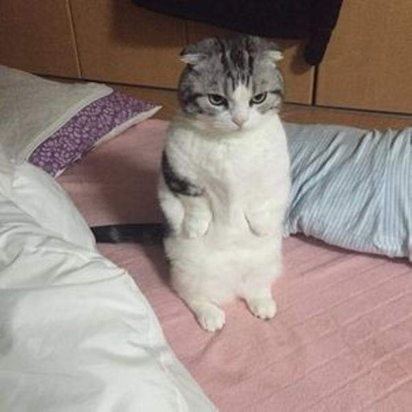 キリッとしてる動物たち