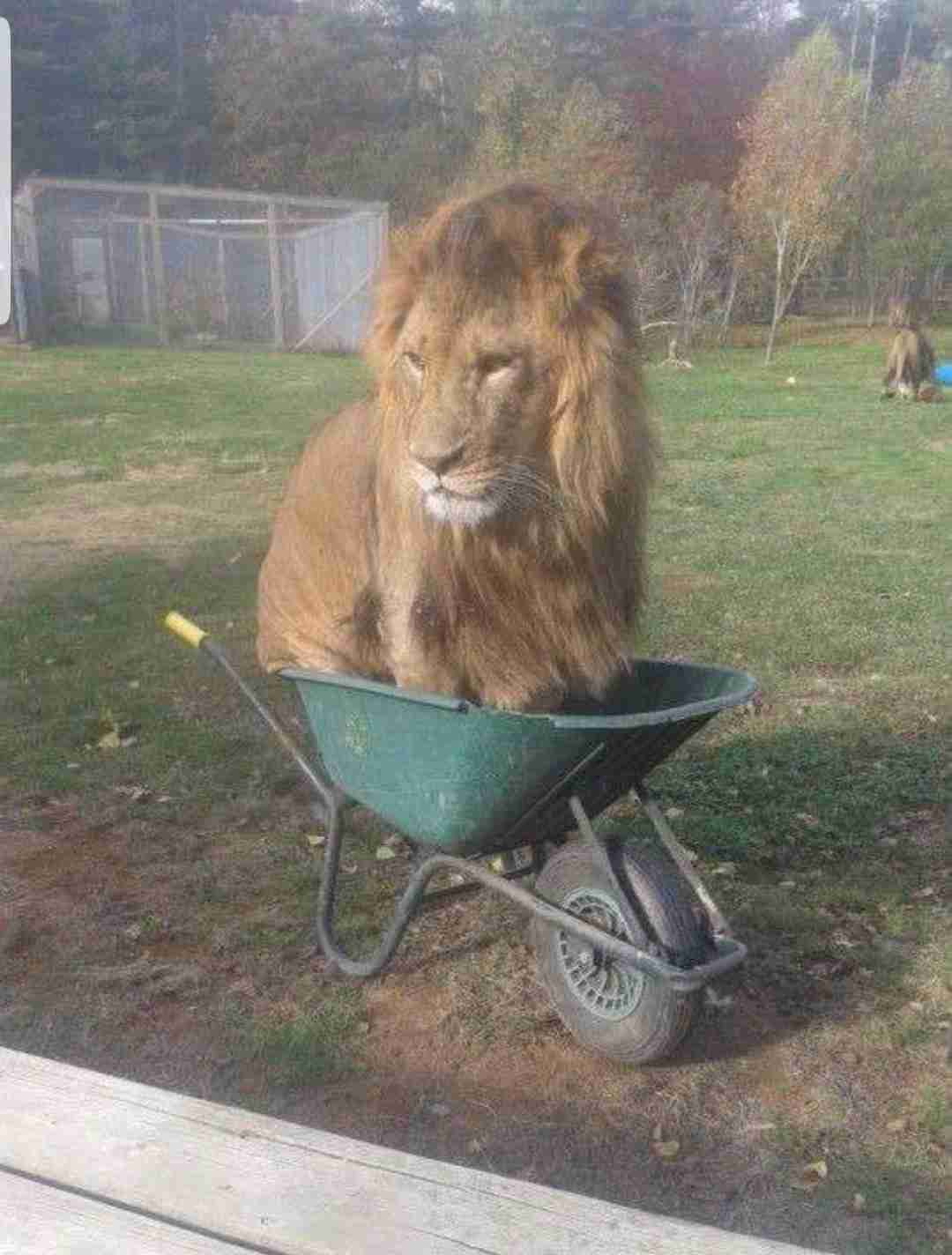 キリッとしてる動物たち