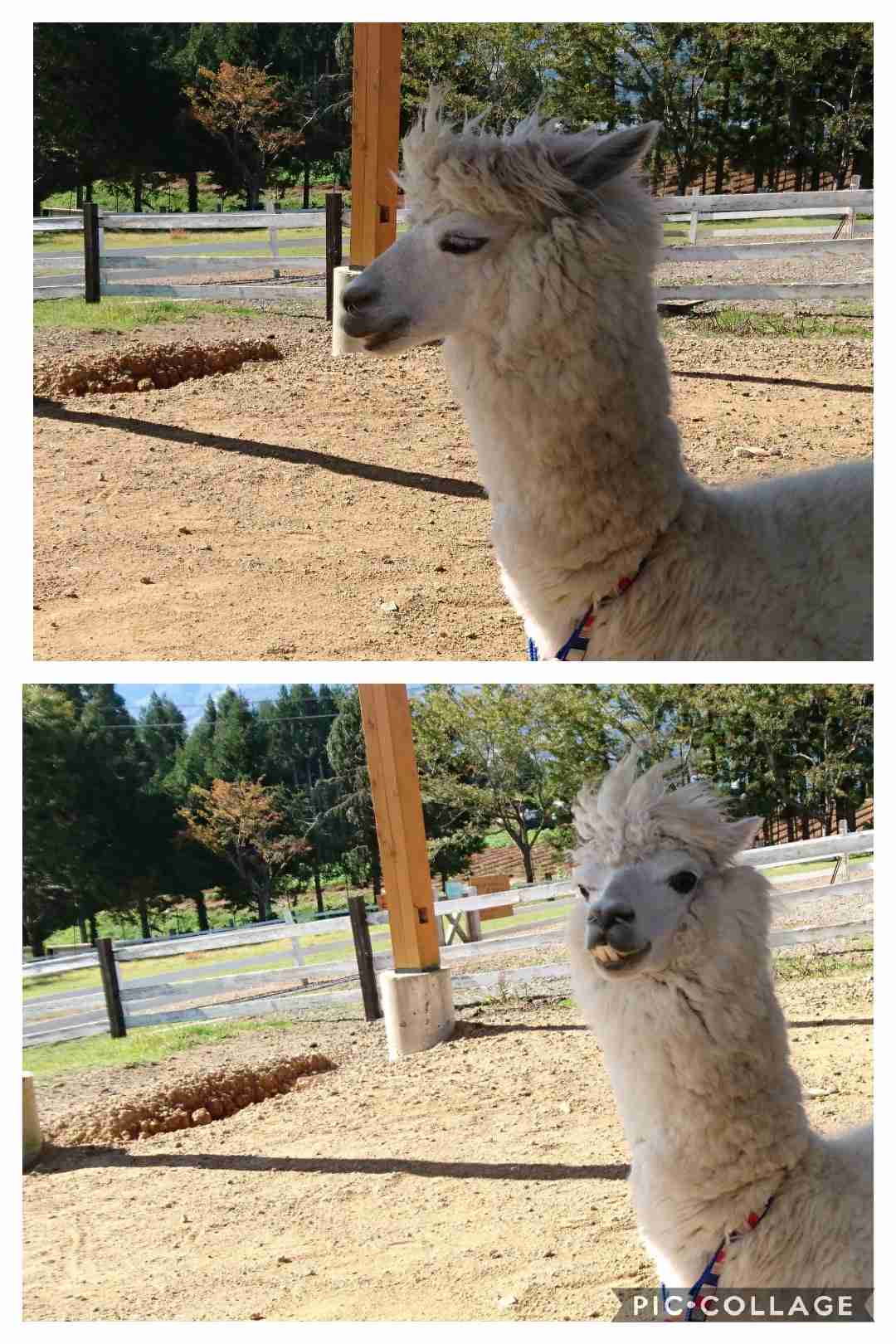 キリッとしてる動物たち