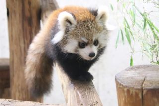 キリッとしてる動物たち