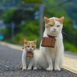 キリッとしてる動物たち