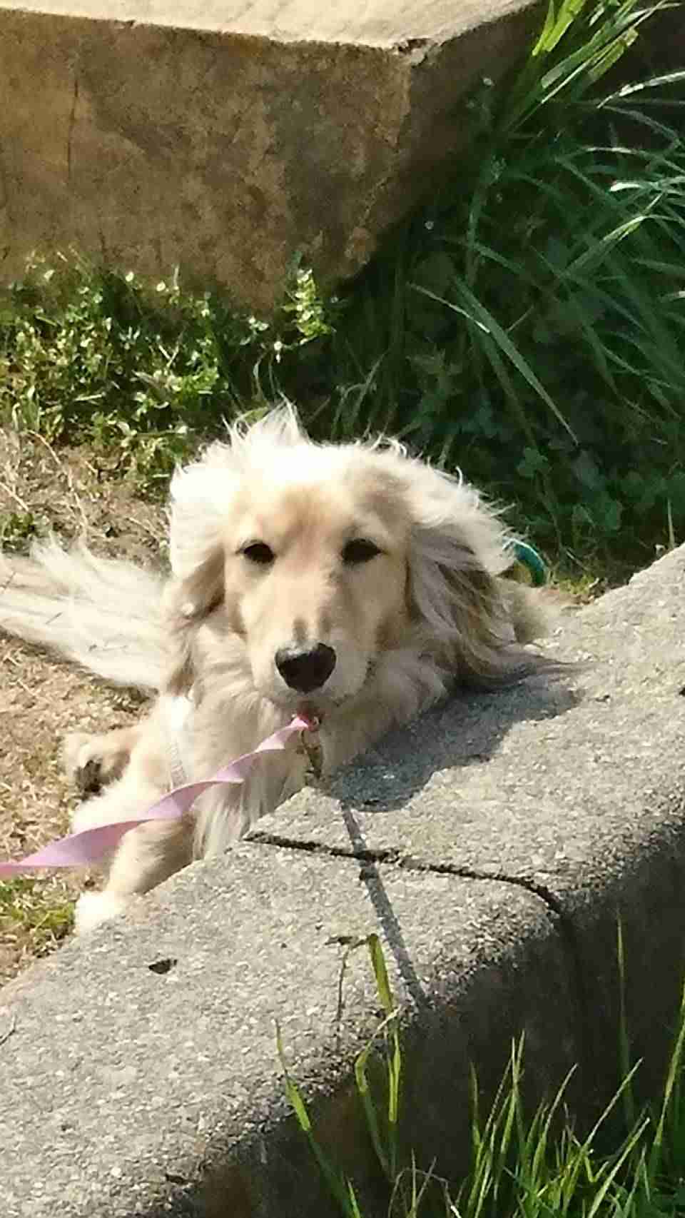 キリッとしてる動物たち