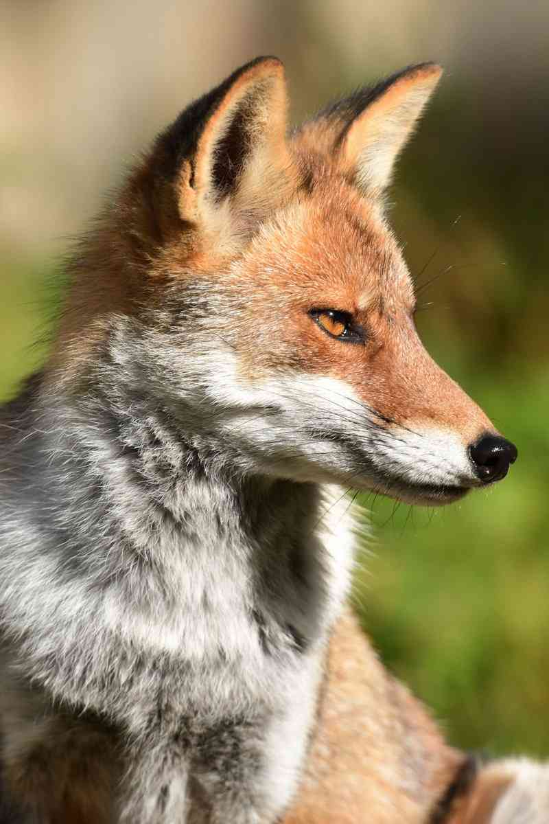 キリッとしてる動物たち