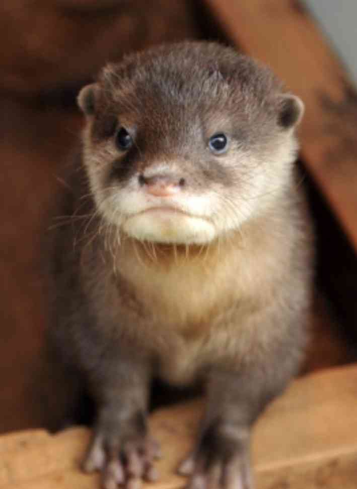 キリッとしてる動物たち