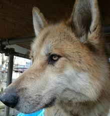キリッとしてる動物たち