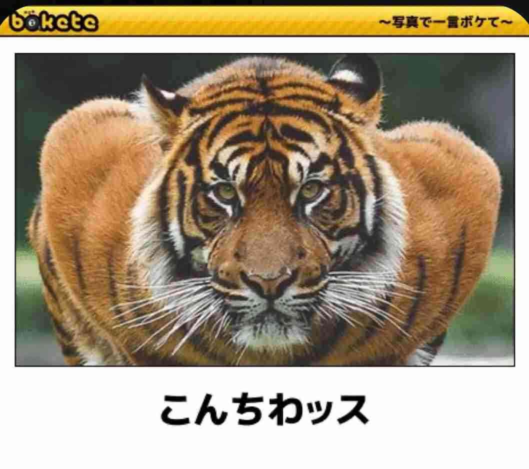 キリッとしてる動物たち