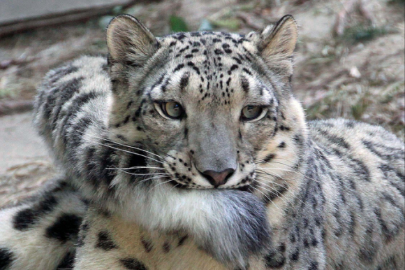 キリッとしてる動物たち