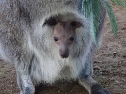 キリッとしてる動物たち