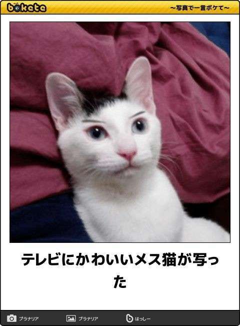 キリッとしてる動物たち