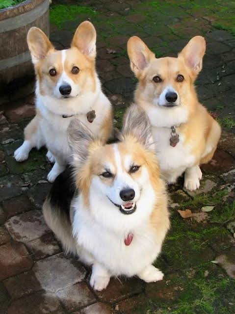キリッとしてる動物たち