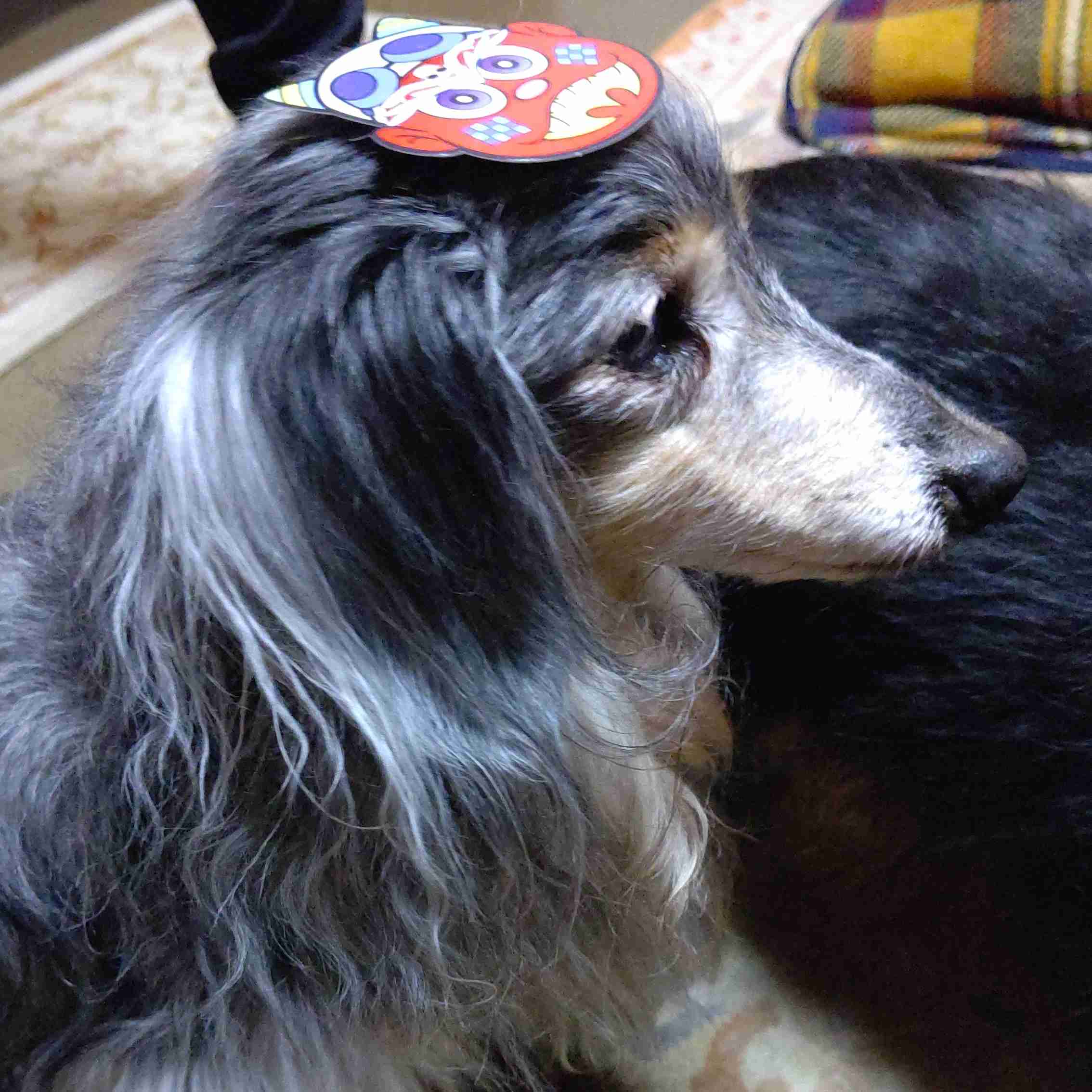 亡くなった人に会えるなら誰に会いたいですか？