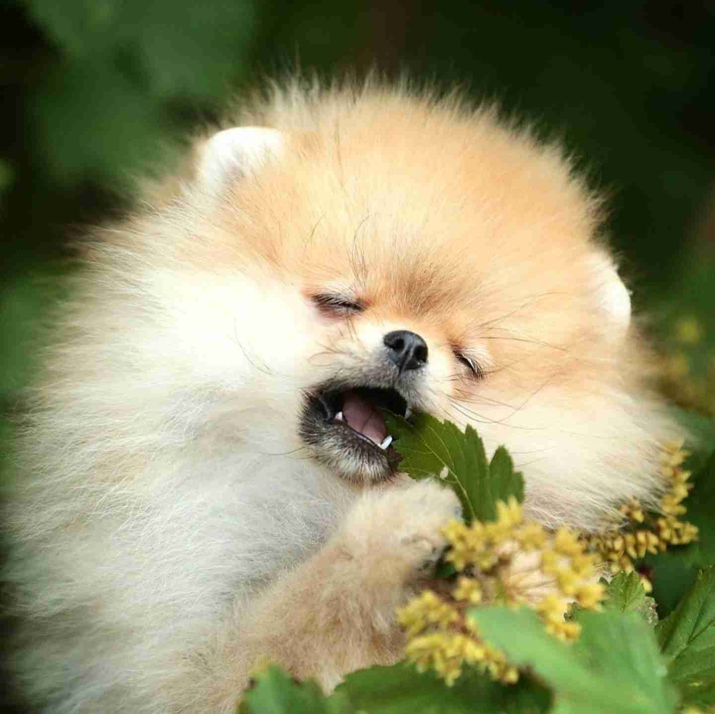 犬を喜ばせたい