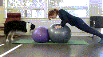 犬を喜ばせたい