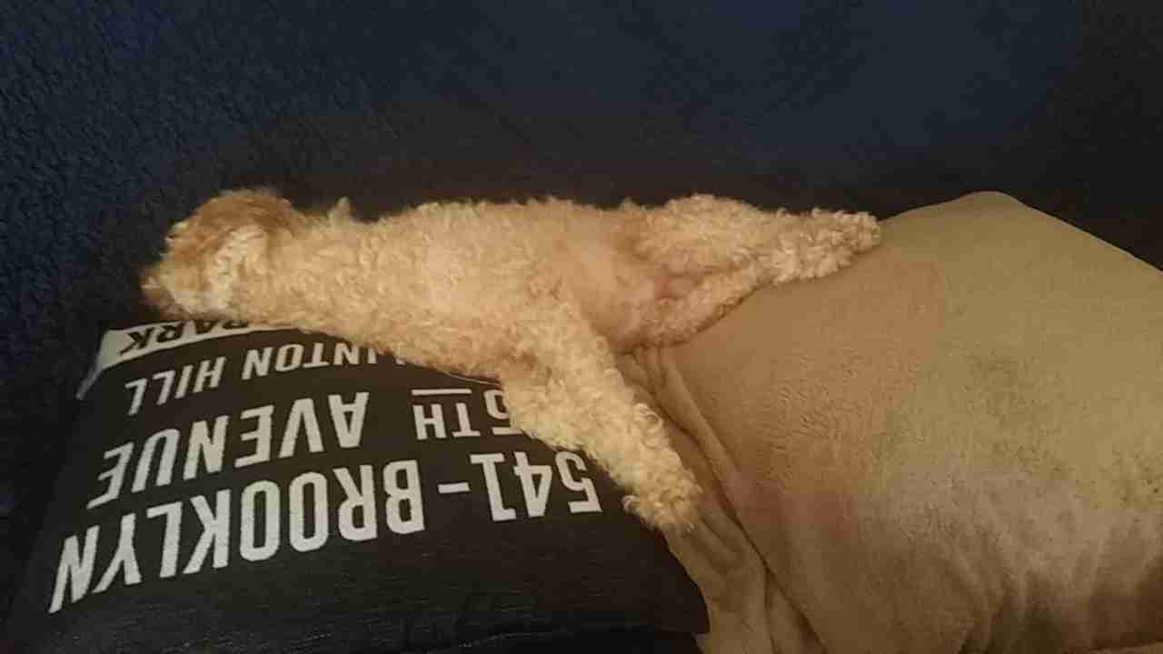 犬を喜ばせたい