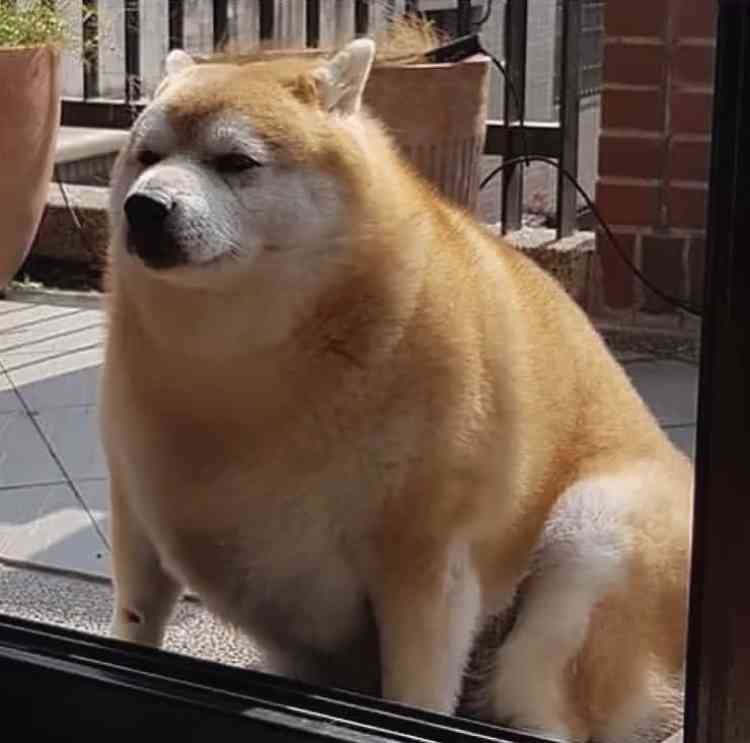 犬を喜ばせたい