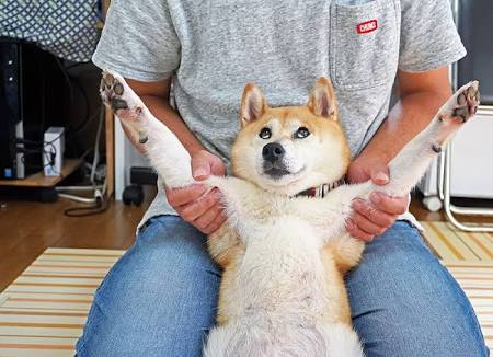 犬を喜ばせたい
