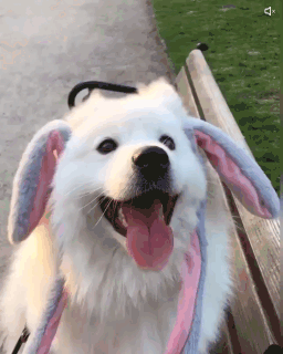 犬を喜ばせたい