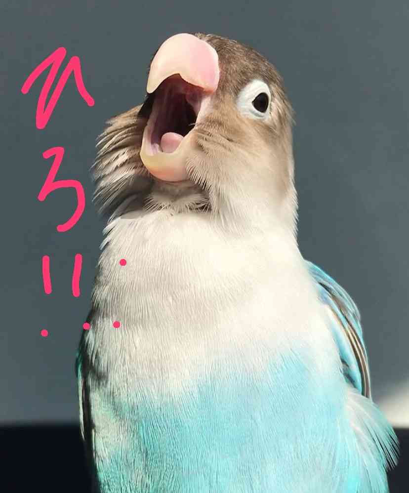 “ストレス発散”な画像ください!のトピ