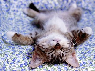 “ストレス発散”な画像ください!のトピ