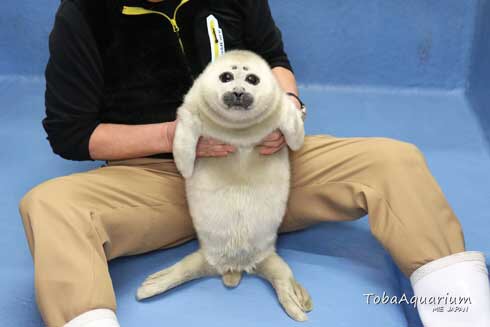 ヒトじゃないよアザラシだよ　鳥羽水族館、愛称を配信へ
