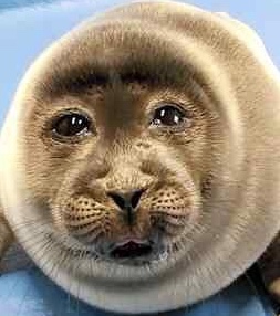 ヒトじゃないよアザラシだよ　鳥羽水族館、愛称を配信へ