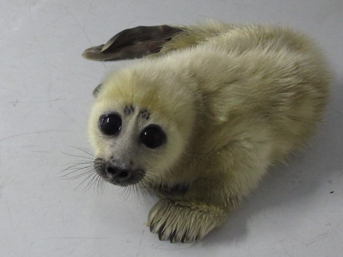 ヒトじゃないよアザラシだよ　鳥羽水族館、愛称を配信へ