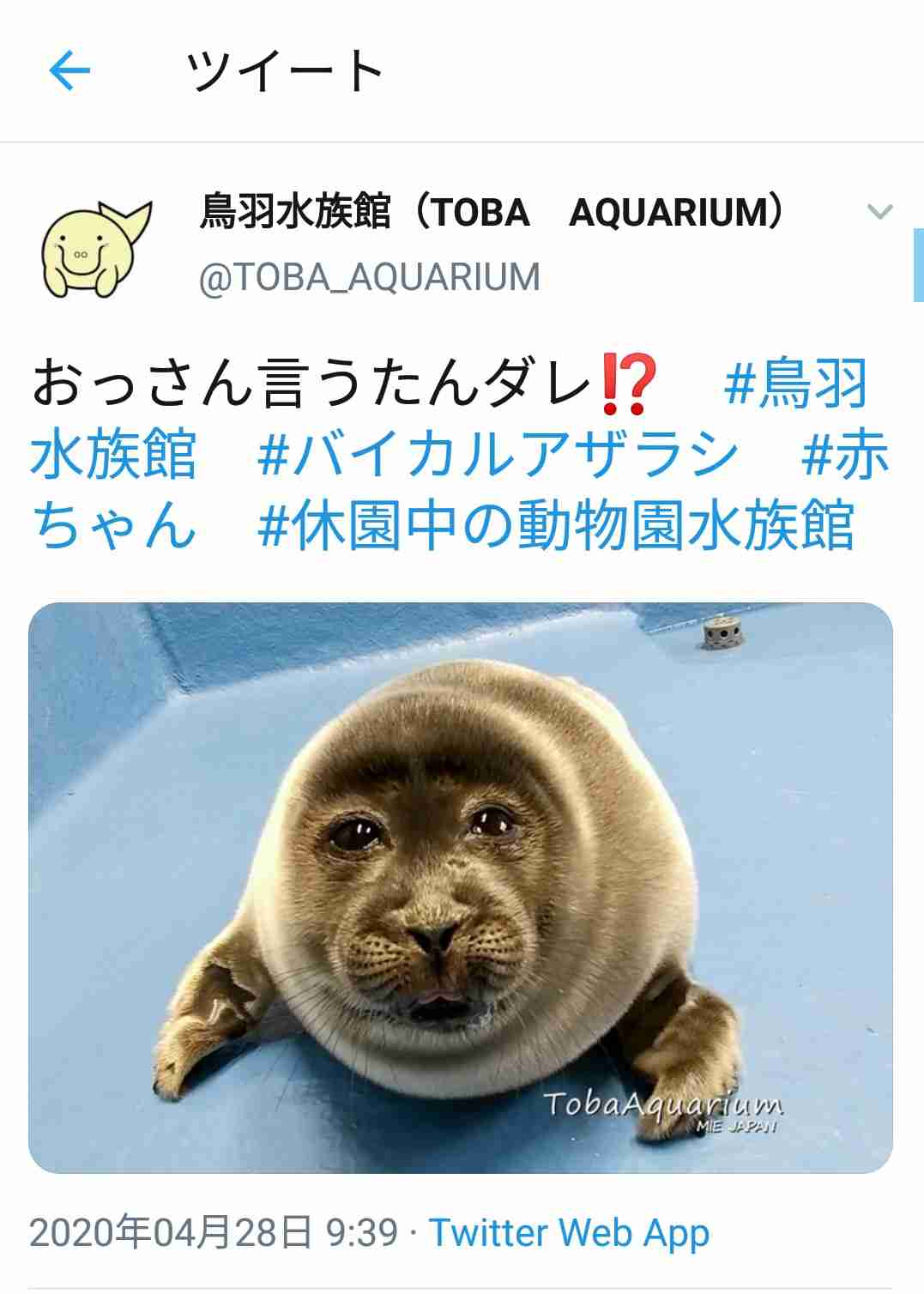 ヒトじゃないよアザラシだよ　鳥羽水族館、愛称を配信へ
