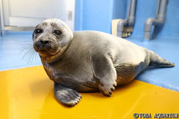 ヒトじゃないよアザラシだよ　鳥羽水族館、愛称を配信へ