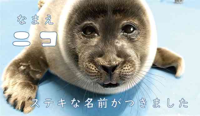 ヒトじゃないよアザラシだよ　鳥羽水族館、愛称を配信へ