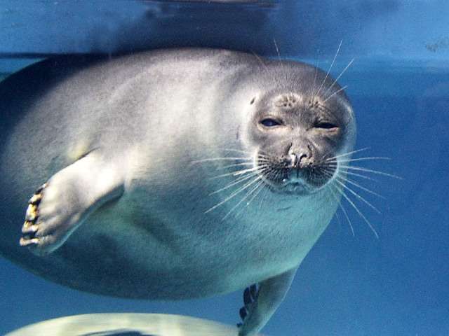 ヒトじゃないよアザラシだよ　鳥羽水族館、愛称を配信へ