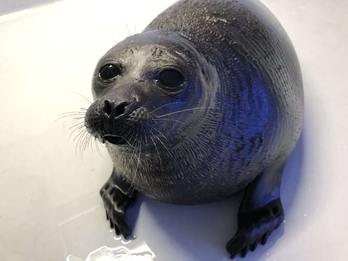 ヒトじゃないよアザラシだよ　鳥羽水族館、愛称を配信へ