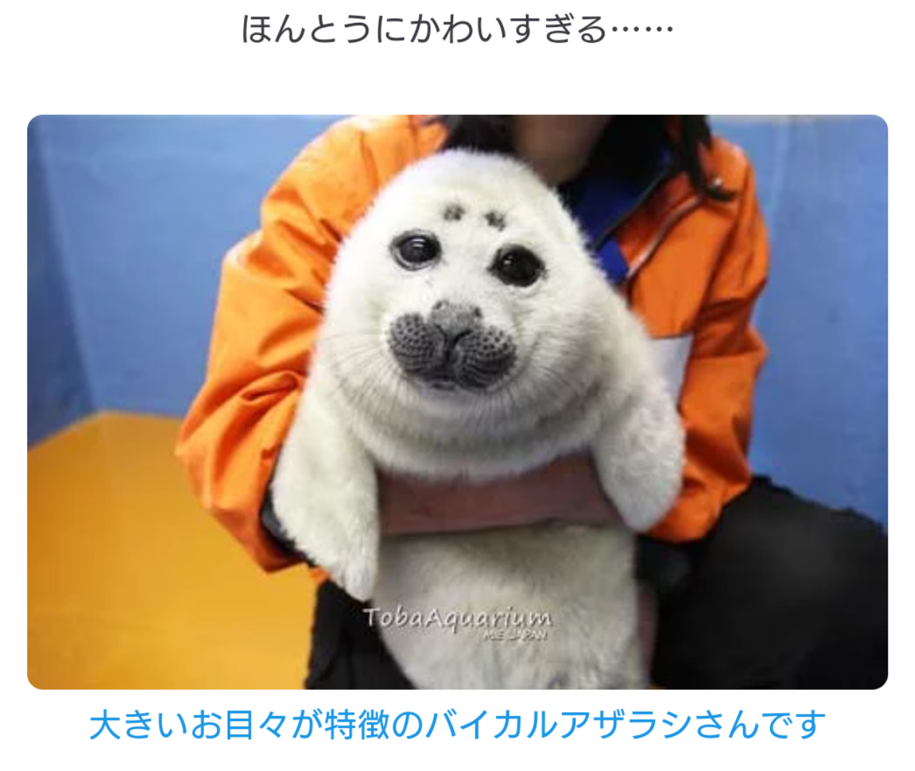 ヒトじゃないよアザラシだよ　鳥羽水族館、愛称を配信へ