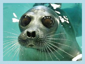 ヒトじゃないよアザラシだよ　鳥羽水族館、愛称を配信へ