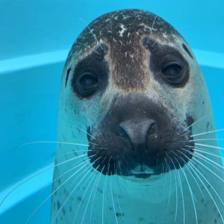 ヒトじゃないよアザラシだよ　鳥羽水族館、愛称を配信へ