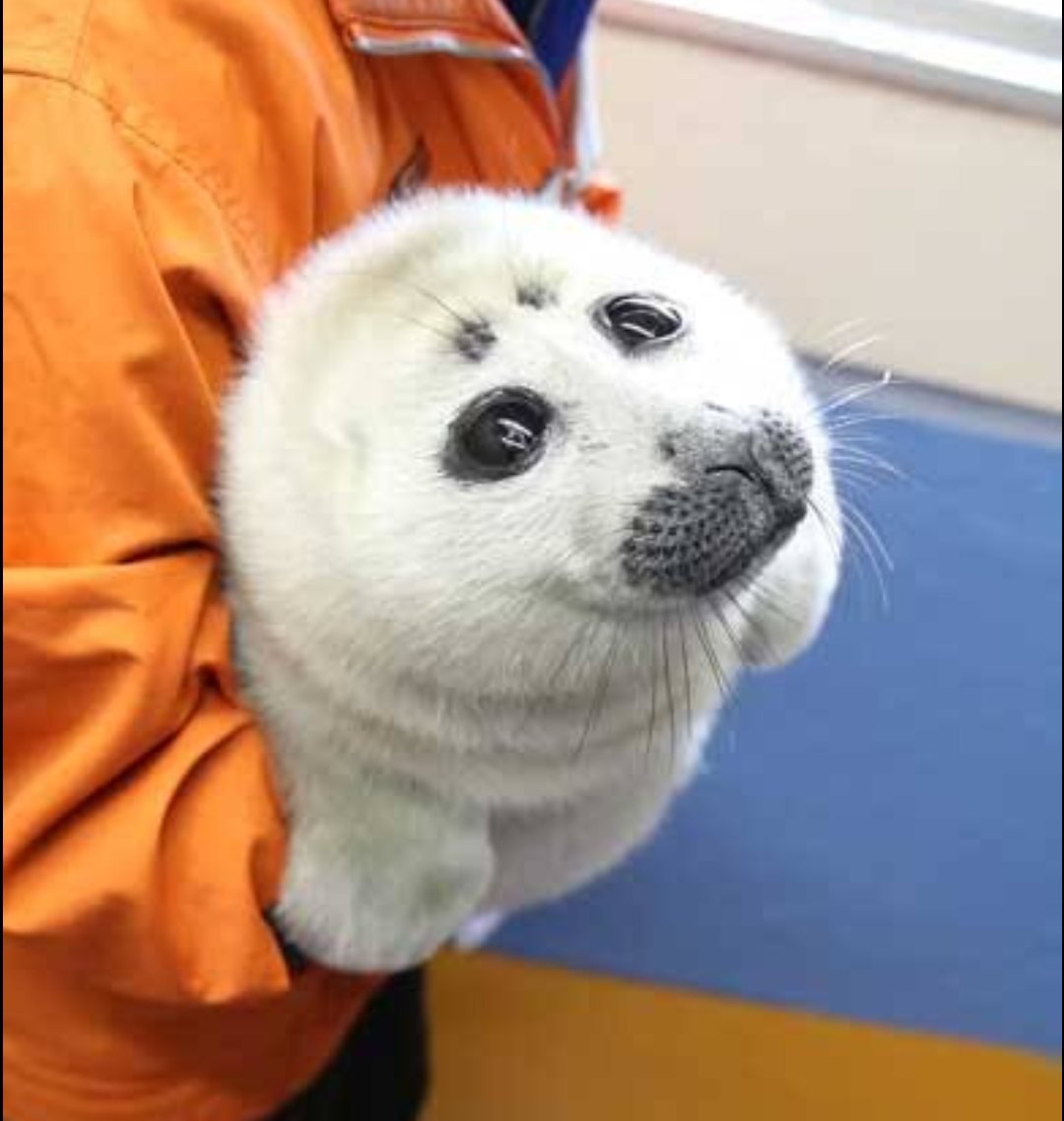 ヒトじゃないよアザラシだよ　鳥羽水族館、愛称を配信へ
