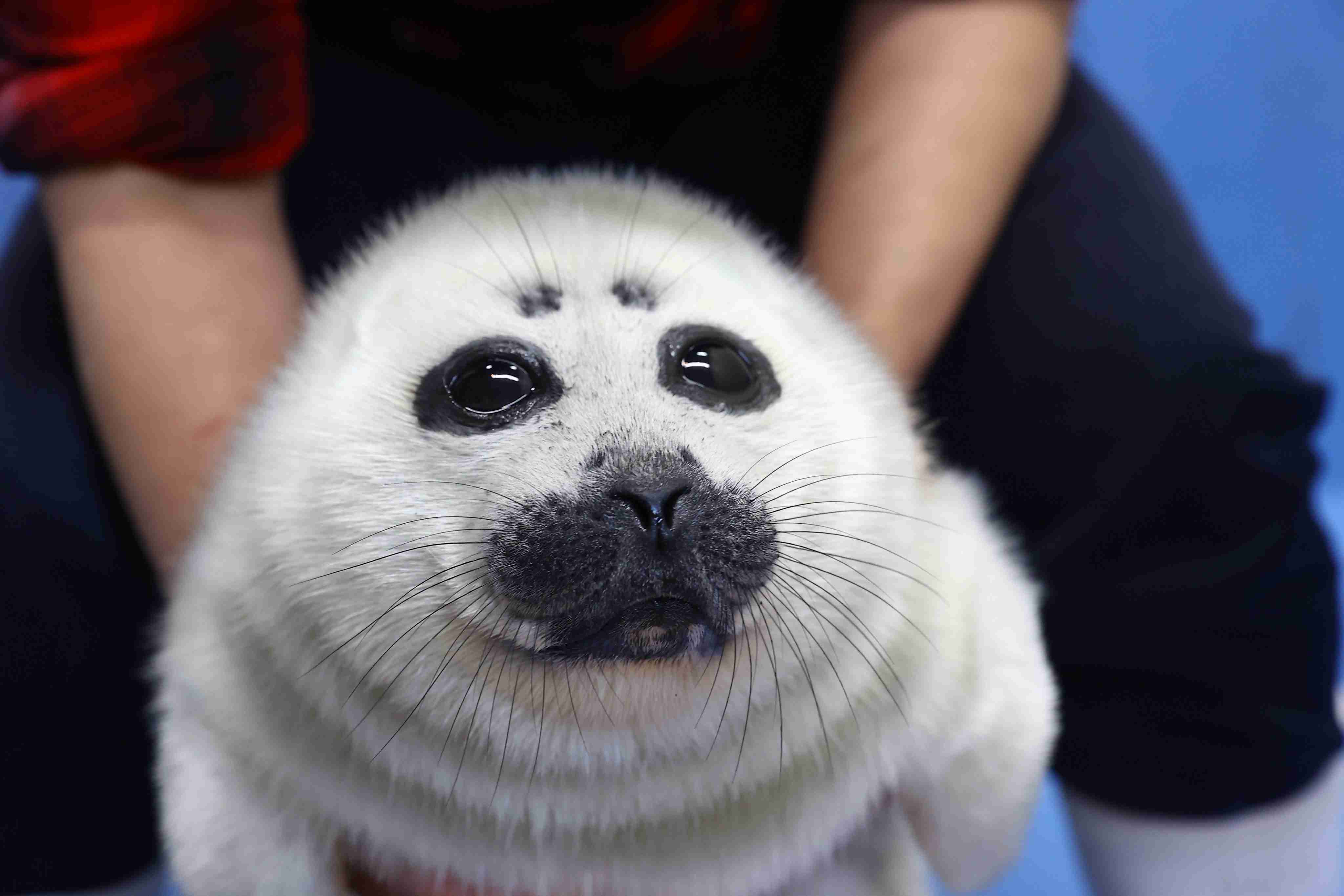ヒトじゃないよアザラシだよ　鳥羽水族館、愛称を配信へ