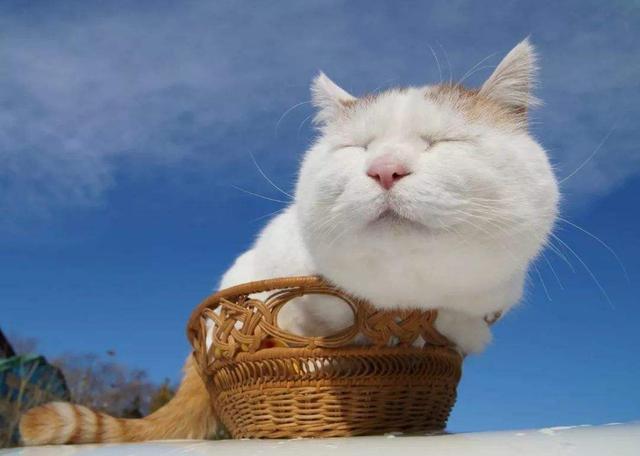 変なポーズの猫画像ください