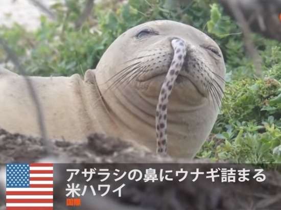 【閲覧注意】不安になりそうな画像を貼ってしまうトピ