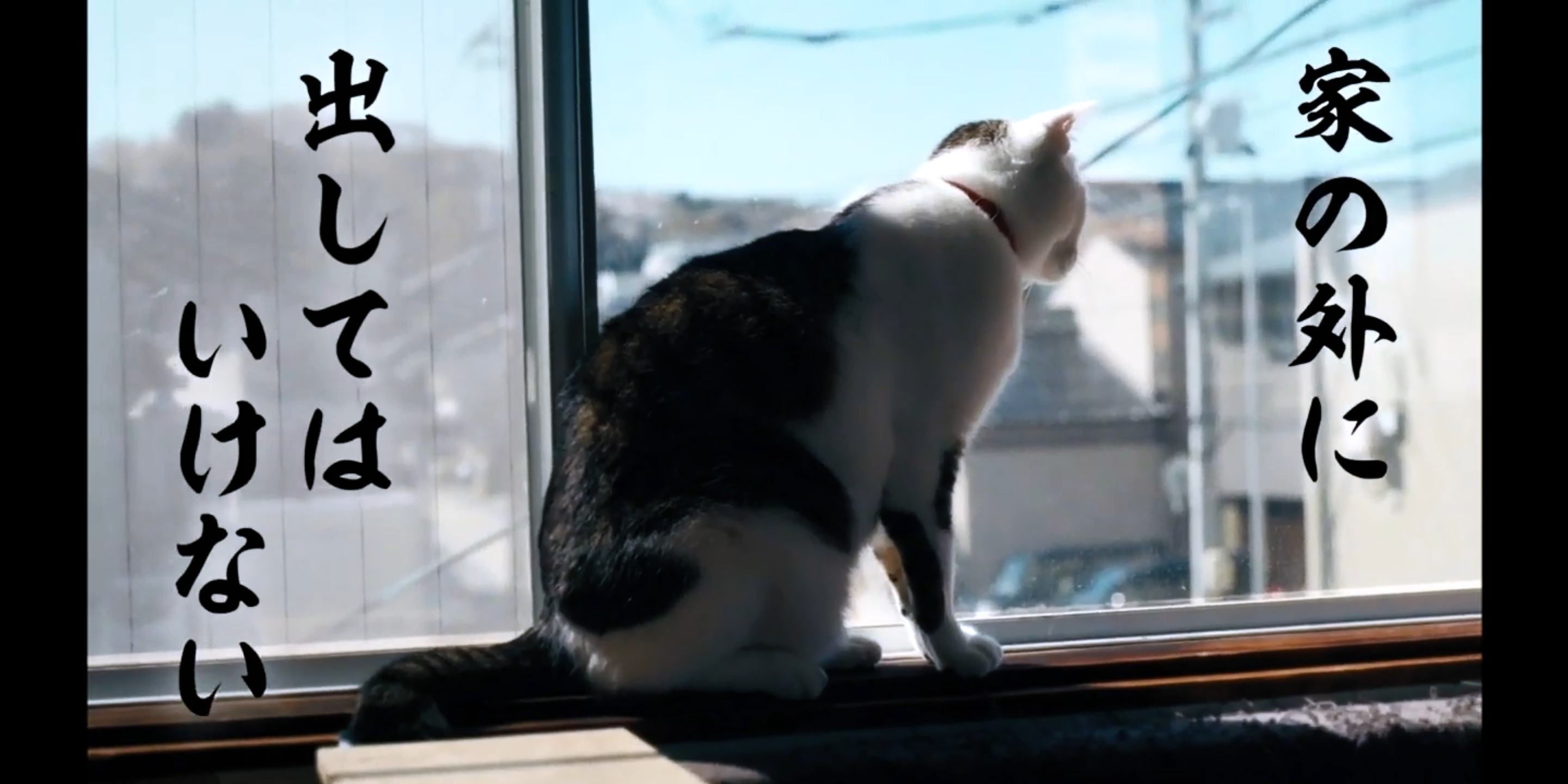 飼い猫が脱走してしまいました ガールズちゃんねる Girls Channel